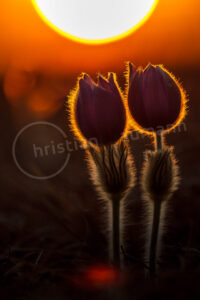 Sternküchenschelle (Pulsatilla patens)