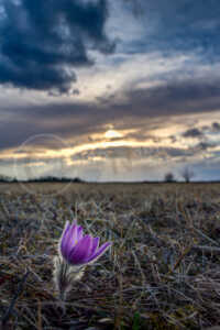 Auf einer Wiese steht im Frühling eine Küchenschelle. Der Himmel ist auf Grund des kommenden Gewitters dunkel und wolkenverhangen. Sternküchenschelle (Pulsatilla patens)