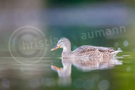 Stockente (Anas platyrhynchos) Stockente (Anas platyrhynchos)