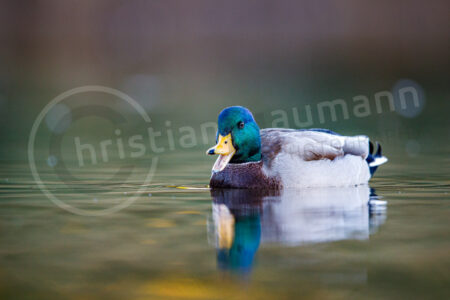 Stockente (Anas platyrhynchos)