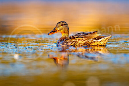 Stockente (Anas platyrhynchos) Stockente (Anas platyrhynchos)