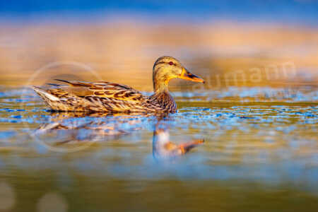 Stockente (Anas platyrhynchos) Stockente (Anas platyrhynchos)