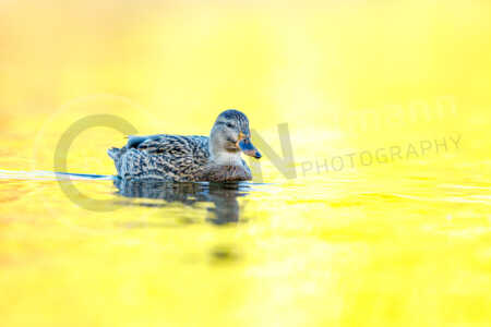 Stockente (Anas platyrhynchos) Stockente (Anas platyrhynchos)