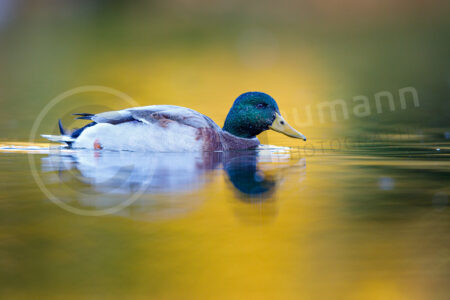 Stockente (Anas platyrhynchos)