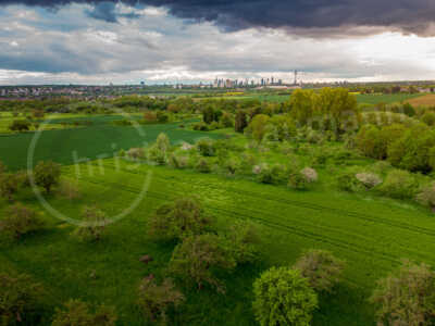 Eine Streuobstwiese bei Frankfurt mit Skyline von Frankfurt am Main im Frühling Streuobstwiese bei Frankfurt mit Skyline von Frankfurt am Main