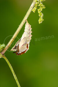 Tagpfauenauge (Aglais io)
