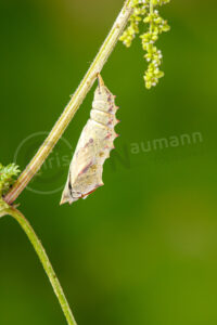 Tagpfauenauge (Aglais io)