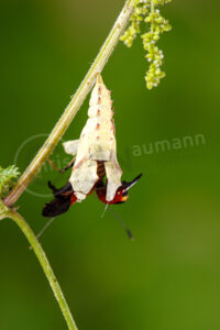 Tagpfauenauge (Aglais io)