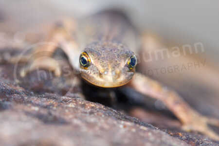 Teichmolch (Lissotriton vulgaris) Teichmolch (Lissotriton vulgaris)