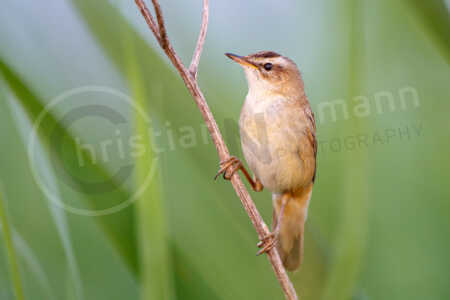 Teichrohrsänger (Acrocephalus scirpaceus) Teichrohrsänger (Acrocephalus scirpaceus)
