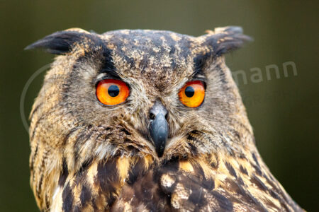 Uhu (Bubo bubo) Uhu (Bubo bubo)