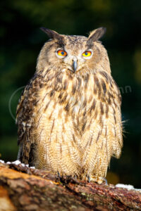 Uhu (Bubo bubo)