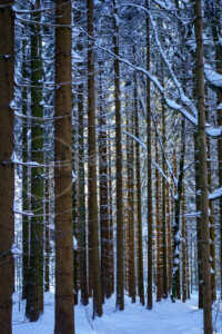 Verschneiter Winterwald Verschneiter Winterwald