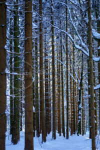 Verschneiter Winterwald Verschneiter Winterwald
