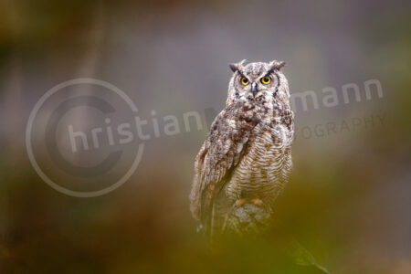 Virginia-Uhu (Bubo virginianus)