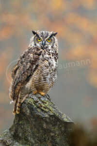 Virginia-Uhu (Bubo virginianus) Virginia-Uhu (Bubo virginianus)