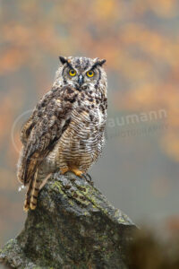 Virginia-Uhu (Bubo virginianus)