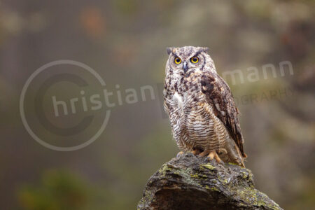 Virginia-Uhu (Bubo virginianus)