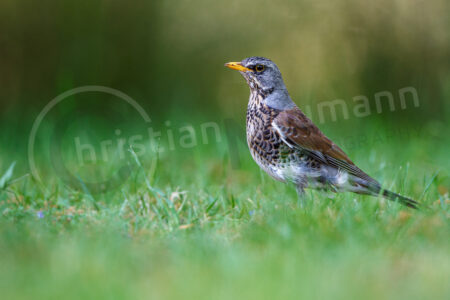 Wacholderdrossel (Turdus pilaris)