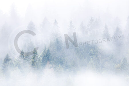 Ein Nadelwald im Herbst mit starkem Nebel Wald mit Nebel, Herbst