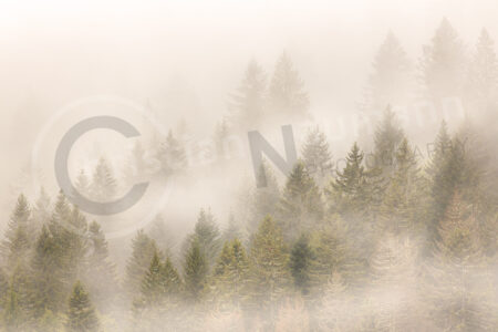 Wald mit Nebel, Herbst