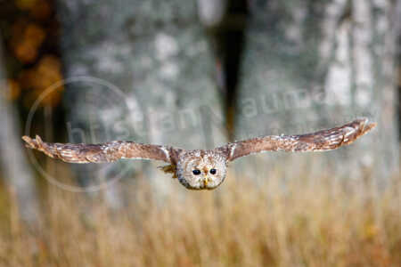 Waldkauz (Strix aluco) Waldkauz (Strix aluco)