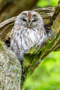 Waldkauz (Strix aluco)