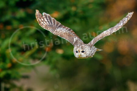 Waldkauz (Strix aluco)