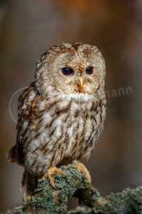 Waldkauz (Strix aluco) Waldkauz (Strix aluco)