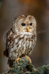 Waldkauz (Strix aluco)