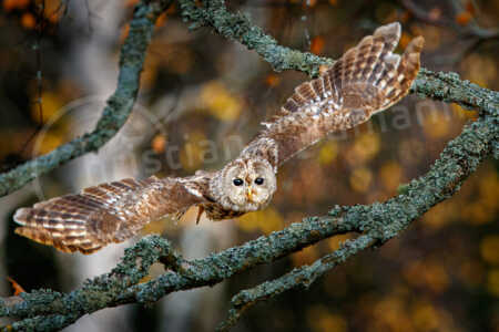 Waldkauz (Strix aluco) Waldkauz (Strix aluco)