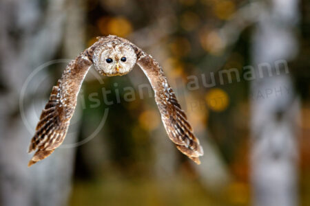 Waldkauz (Strix aluco)