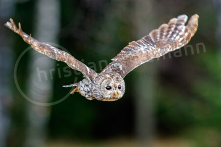 Waldkauz (Strix aluco)