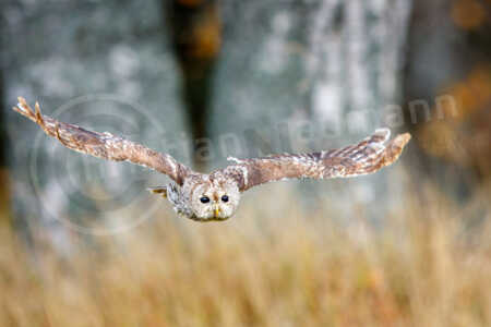 Waldkauz (Strix aluco) Waldkauz (Strix aluco)