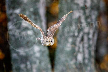 Waldkauz (Strix aluco)