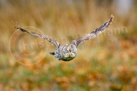 Waldkauz (Strix aluco)