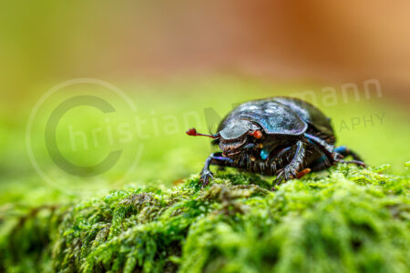 Waldmistkäfer (Anoplotrupes stercorosus) Waldmistkäfer (Anoplotrupes stercorosus)