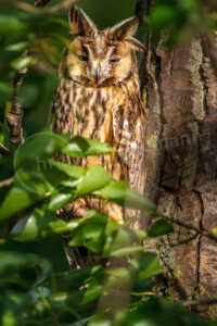 Eine erwachsene Waldohreule (Asio otus) sitzt bei starkem Wind auf einem Ast in einem Baum. Waldohreule (Asio otus)