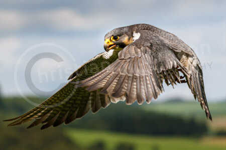 Ein Wanderfalke (Falco peregrinus) beim Fliegen Wanderfalke (Falco peregrinus)