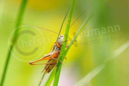 Warzenbeißer (Decticus verrucivorus) Warzenbeißer (Decticus verrucivorus)