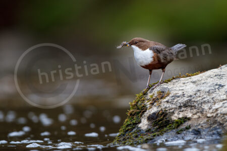 Wasseramsel (Cinclus cinclus)