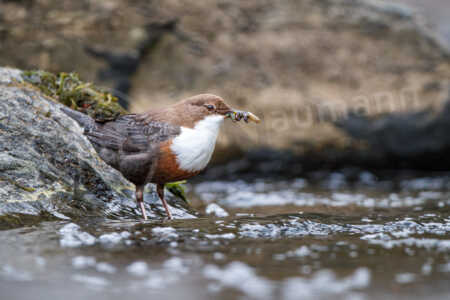 Eine Wasseramsel oder Eurasische Wasseramsel (Cinclus cinclus) sitzt an einem Bachlauf und hat Beute im Schnabel. Wasseramseln ernähren sie ausschließlich animalisch. Wasseramsel (Cinclus cinclus)