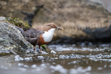 Wasseramsel (Cinclus cinclus)