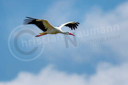 Ein Weißstorch (Ciconia ciconia) fliegt vor weiß-blauem Himmel. Weißstorch (Ciconia ciconia)
