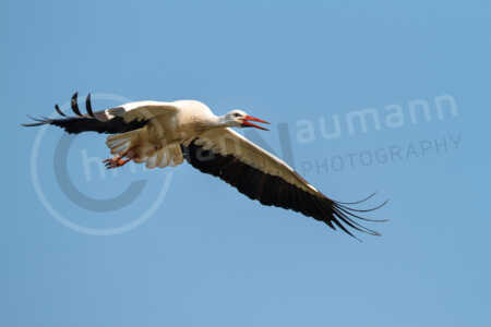 Weißstorch (Ciconia ciconia) Weißstorch (Ciconia ciconia)