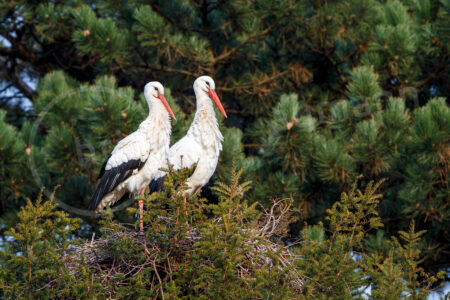 Weißstorch (Ciconia ciconia)