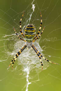 Wespenspinne (Argiope bruennichi) Wespenspinne (Argiope bruennichi)