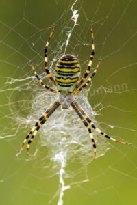 Wespenspinne (Argiope bruennichi)