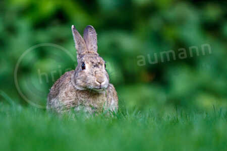 Wildkaninchen (Oryctolagus cuniculus) Wildkaninchen (Oryctolagus cuniculus)
