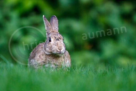 Wildkaninchen (Oryctolagus cuniculus)